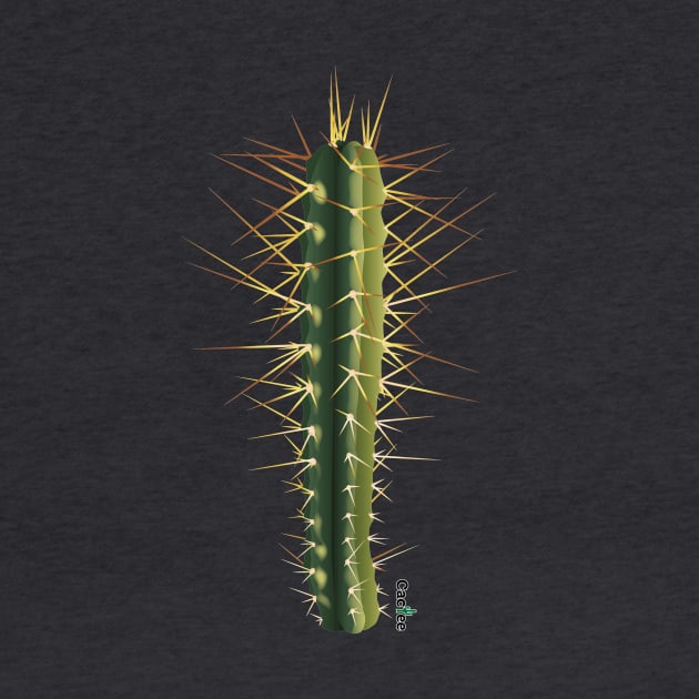 Trichocereus Bridgesii by Cactee